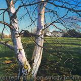 Silver birches, late afternoon. Brockwell Park