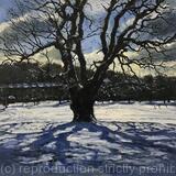 Winter Oak, Brockwell Park