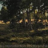 Summer, late afternoon, Brockwell Park