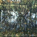 Flooded woods, autumn afternoon. Belair Park