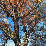 Autumn Oak