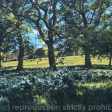 Spring afternoon, Brockwell Park