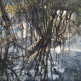 Sunlight and Reflections, Belair Park. 