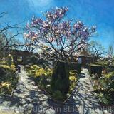 Spring Magnolia, The Walled Gardens. Brockwell Park.