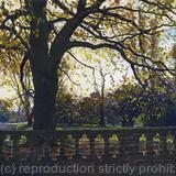 Afternoon light, Ruskin Park