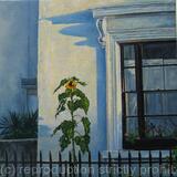 Winter sunflower, Southwell road SE5