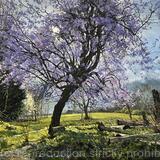 Cherry Blossom, Brockwell Park.