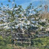 Brixton Orchard, spring blossom.