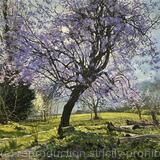 Cherry Blossom Tree, Brockwell Park.