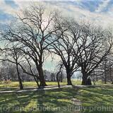 Winter morning, Wandsworth Common.