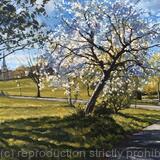 Spring morning blossom, Brockwell Park