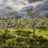 Between the showers, Dulwich Orchard.