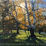 Autumn silver birches, Brockwell Park