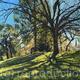 Spring sunlight over Brockwell Park