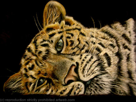 ...perchance to dream