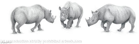 A crash of rhinos