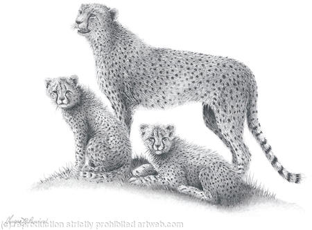 Cheetah and cubs