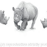 A crash of rhinos