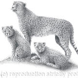 Cheetah and cubs