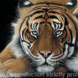 Watching you, watching me