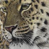 Amur Leopard