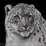 King of the Mountains 