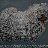 Fruzsina - Hungarian Puli