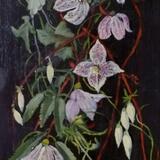 Clematis cirrhosa balearica