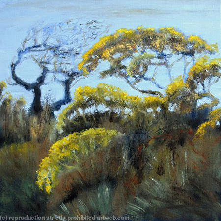 Hedge, Early Spring Gorse
