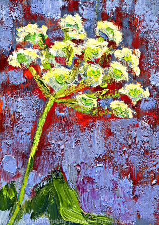 Umbel Head, Orange Ground