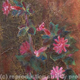 Campions, dark ground