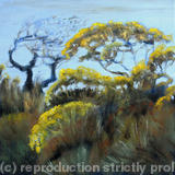 Hedge, Early Spring Gorse