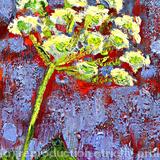 Umbel Head, Orange Ground