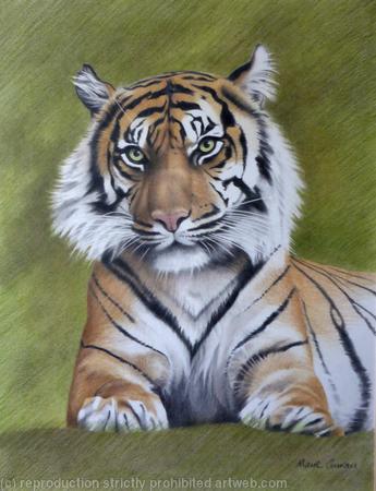Sumatran tiger II