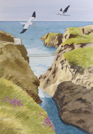Gannets over Carrick-a-Rede