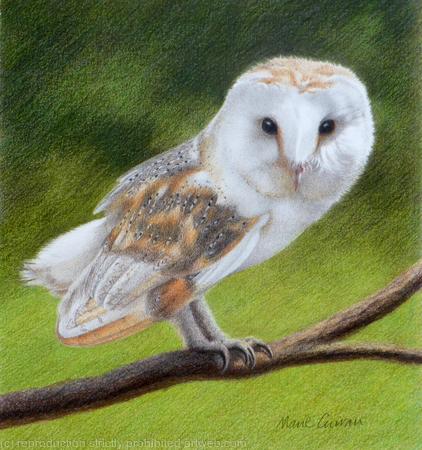 Barn Owl