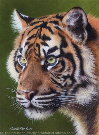 Sumatran Tiger Portrait