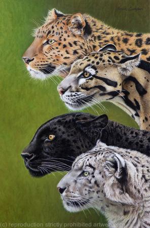 4 Leopards