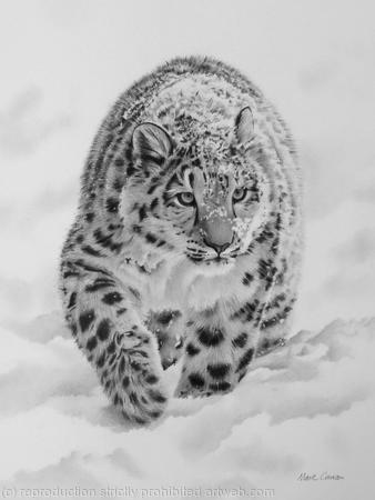 Snow Leopard
