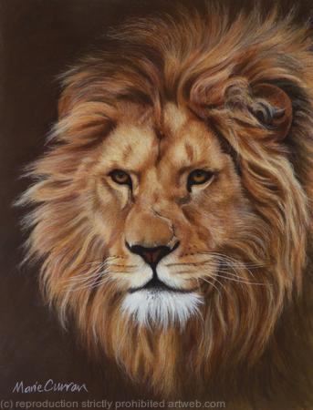 Lion Portrait 