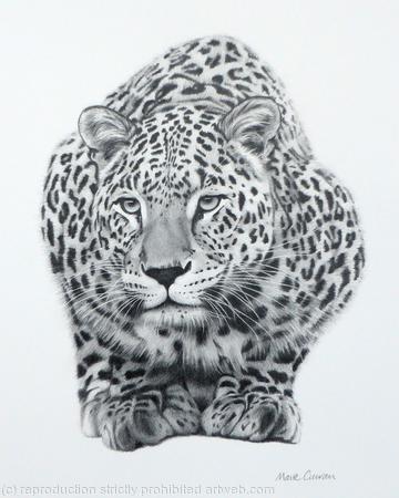 Persian Leopard