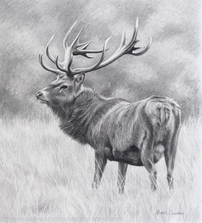 Red Deer Stag