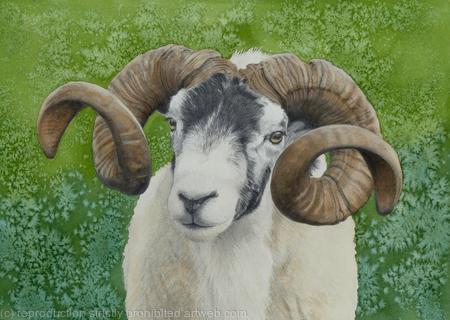 Swaledale Ram