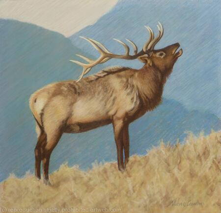 Elk