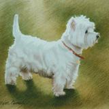Westie