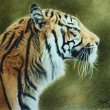 Sumatran Tiger 1