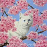 Cherry Blossom