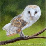 Barn Owl