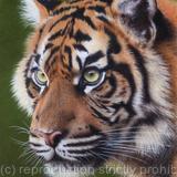 Sumatran Tiger Portrait
