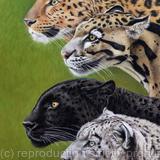 4 Leopards